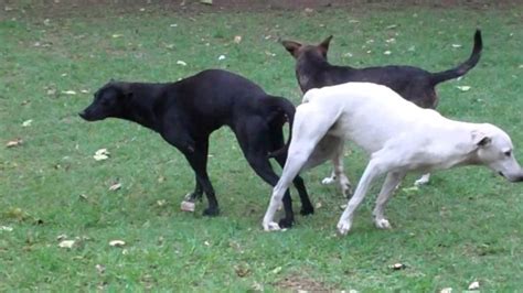 mujer follando con perro|El mejor sexo de jovencitas con perros